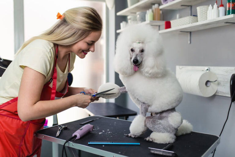 Czym zajmuje się groomer?